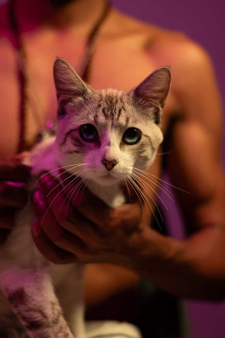 Gato em destaque, foco na fotografia de animais por Guilherme Marques, fotógrafo profissional.